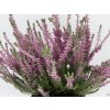 Calluna vulgaris Silvana (4)