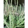 Calluna vulgaris Silvana (2)