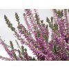 Calluna vulgaris Silvana (3)
