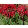 Zavinutka podvojná 'Goldmelisse' - Monarda didyma 'Goldmelisse'