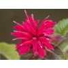 Zavinutka zahradní 'Fireball' - Monarda hybridy 'Fireball'  Monarda hybridy 'Fireball'