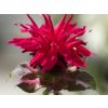 Zavinutka zahradní 'Fireball' - Monarda hybridy 'Fireball'  Monarda hybridy 'Fireball'