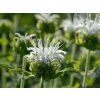 Zavinutka x hybrida 'Schneewittchen' - Monarda x hybrida 'Schneewittchen'
