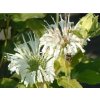 Zavinutka x hybrida 'Schneewittchen' - Monarda x hybrida 'Schneewittchen'