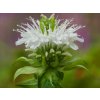 Zavinutka x hybrida 'Schneewittchen' - Monarda x hybrida 'Schneewittchen'