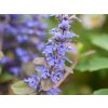 Zběhovec plazivý 'Braunherz' - Ajuga reptans 'Braunherz'
