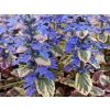 Zběhovec plazivý 'Burgundy Glow' - Ajuga reptans 'Burgundy Glow'