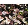 Zběhovec plazivý 'Mahogany' - Ajuga reptans 'Mahogany'