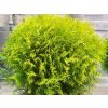 thuja occidentalis golden globe 2