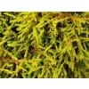 Zerav západní 'Golden Tuffet'  Thuja occidentalis 'Golden Tuffet'