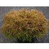 Zerav západní 'Golden Tuffet'  Thuja occidentalis 'Golden Tuffet'