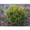Zerav západní 'Waterfield'  Thuja occidentalis 'Waterfield'