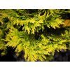 Thuja occidentalis Yellow Ribbon Dwarf Arborvitae Mr Maple Buy Japanese Maple Trees 2123361 1024x1024