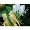 Zimolez japonský 'Halliana'