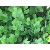 buxus sempervirens 3 1