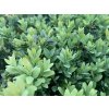Buxus sempervirens 1