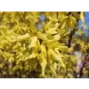 Zlatice prostřední  Forsythia intermedia