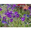 Campanula aucheri (1)