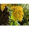 68931 1 chamaerops excelsa 1