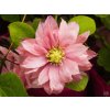 Clematis 'Little Mermaid'