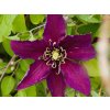 Clematis Niobe (2)