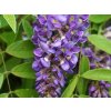 Vistárie křovitá 'Longwood Purple'