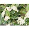 69681 1 aronia viking