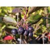 Aronia Viking