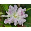 Calystegia Flore Pleno