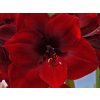 Amarylis 'Grand Diva'