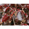 purpurea pend2