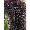 fagus pendula 1