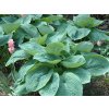 Bohyška 'Elegans' - Hosta sieboldiana 'Elegans'