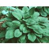 Bohyška 'Elegans' - Hosta sieboldiana 'Elegans'