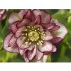 Helleborus double ellen picotee