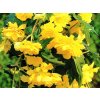 Begonie 'Cascade Pendula Yellow'