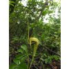 Arisaema tortuosum1