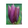 Magnolie 'Black Beauty'