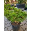 Pinus densiflora 'Jane Kluis' (1)