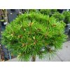 Pinus mugo 'Benjamin' (1)