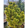 Pinus mugo 'Golden Glow' (3)