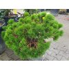 Pinus nigra 'Globosa' (1)