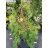 Pinus densiflora 'Pendula' (2)