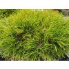 Pinus mugo 'Gr�ne Welle' (1)