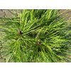 Pinus nigra 'SN 18' (1)