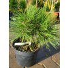 Pinus nigra 'SN 18' (2)