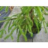 Picea abies 'Finedonensis' (1)