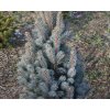 71247 1 smrk pichlavy columnaris glauca
