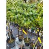 Picea omorika 'Berliner's Weeper' (1)