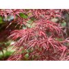 red pygmy